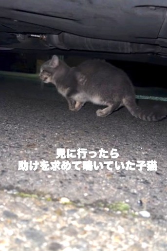 見に行ったらた助けを求めて鳴いていた子猫（「ねころび」さん提供、Instagramよりキャプチャ撮影）