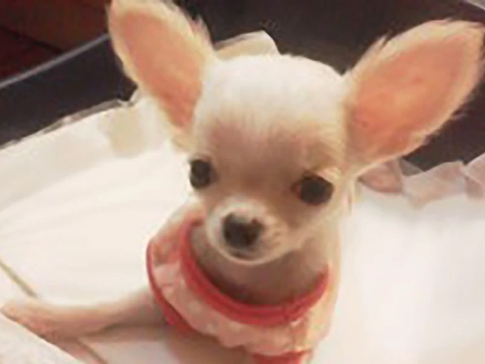 家にきたころの「Qoo」

