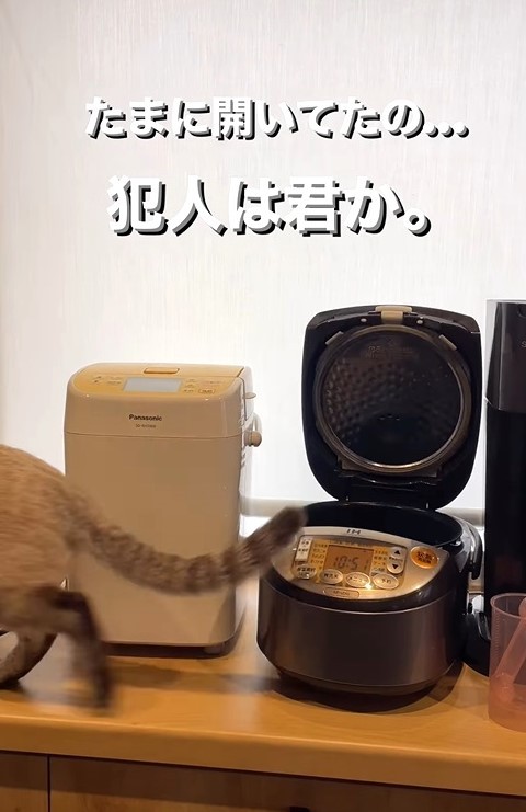 ”犯ニャン”はそらめまくんでした（soranohiさん提供、Instagramよりキャプチャ撮影）