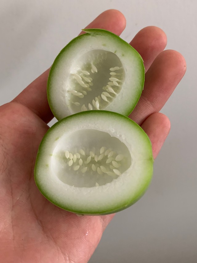 若いパッションフルーツってこんな感じなんです（ニュージーランドの生き物屋さん提供）