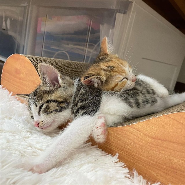 姉弟、いつまでも仲良く