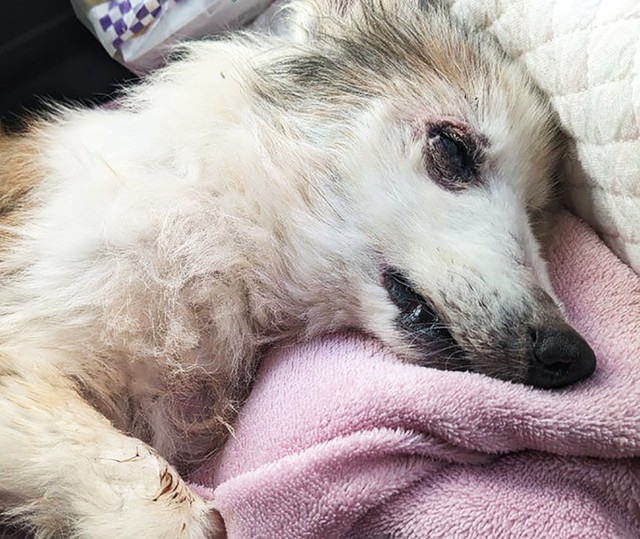 「元気になって一緒に帰ろうね」