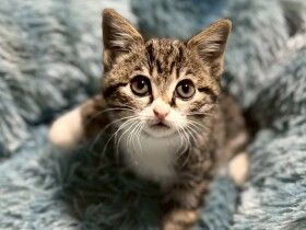 
          パナソニック保護犬猫譲渡会　一般社団法人　保護猫ふみふみから参加予定の猫たち（16） 
          