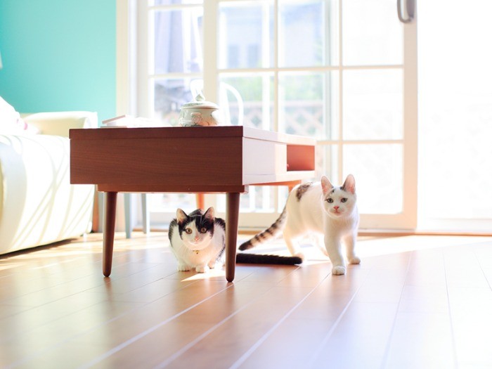 誰かきたー！と身構える猫たち。最初はいつもこんな感じだ。