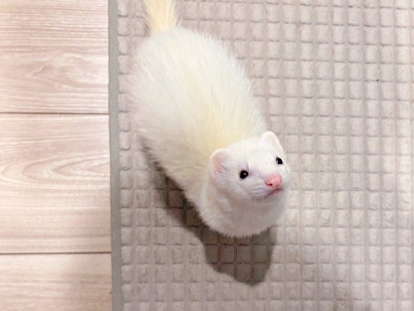 「ミルクちょうだい」 アピールするウユちゃん（画像提供：ウユちゃんさん）