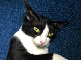 危険な大通りに隠れていたハチワレ子猫　先住猫４匹が暮らす家に