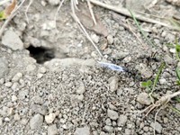 巣穴から紙を運ぶアリ（画像提供：八羽さん）