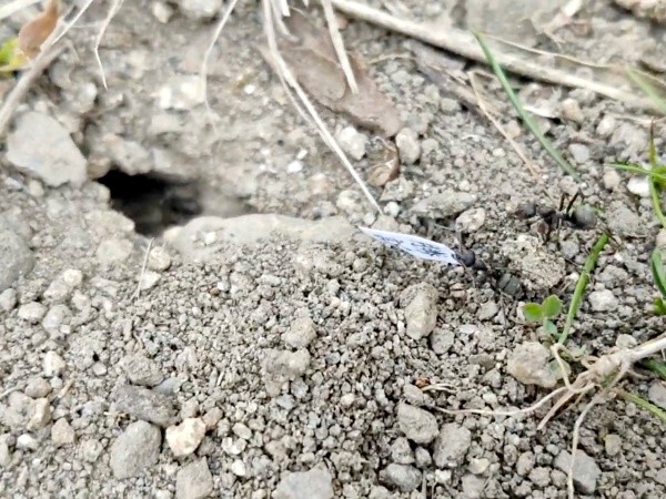 巣穴から紙を運ぶアリ（画像提供：八羽さん）