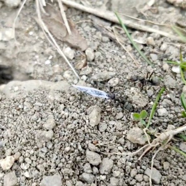 巣穴から紙を運ぶアリ（画像提供：八羽さん）