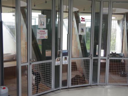 ドイツに学ぶ「殺処分ゼロ」への道筋