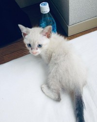 子猫時代、まだ柄は出ていなかった