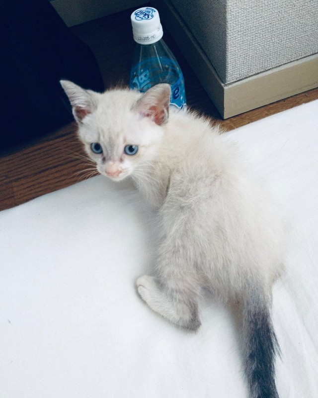 子猫時代、まだ柄は出ていなかった