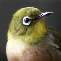 至近距離で撮影された美しいメジロ（提供：しゃくろー📷さん）