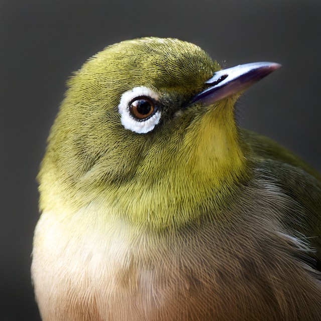 至近距離で撮影された美しいメジロ（提供：しゃくろー📷さん）