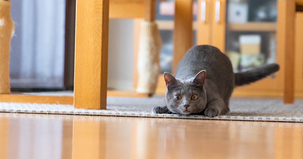 目がふさがった子猫、心眼でロックオン！ 見事飼い主を射止める