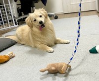 エモノを見つけた時の顔がサイコパス！？（ポメックスのとろろくんさん提供）