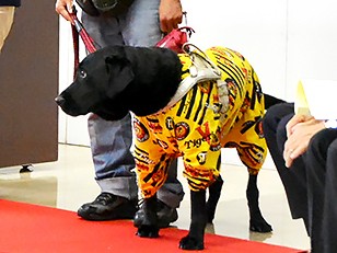 交通事故死した盲導犬ヴァルデス　運転手が県に２０万円賠償