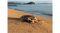 23日朝に発見されたウミガメの死骸（提供：cubic-tt 坪佐利治）