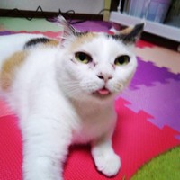 舌ぺろ、ほけっとした表情が可愛い