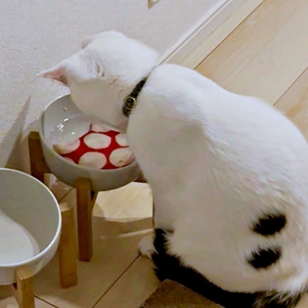 器に入れたコースターをじっと見つめるあめちゃん（画像提供：様子がおかしい猫 あめさん）