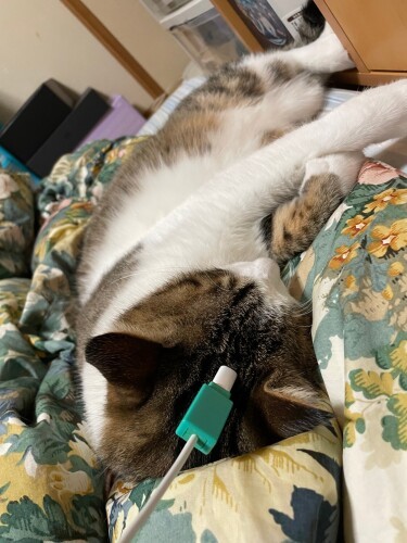 妻のふとんで、ジャッキー充電中！
