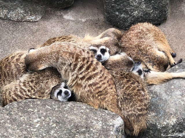 みんなでお昼寝、ミーア団子！　提供：市川市動植物