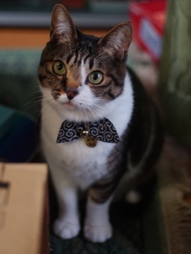 ふっくら幸せそう　蝶ネクタイが似合うね