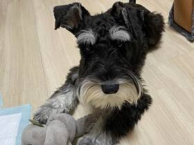 やったぁ僕のおもちゃだ！　喜び楽しむミニチュアシュナウザー「Amulett」