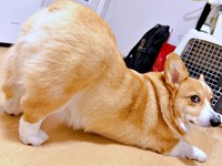 「お尻拭くよ」の声かけでポーズを決める柊くん（画像提供：Daikiさん）