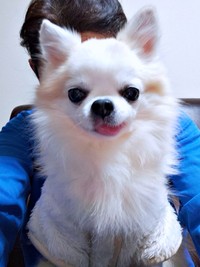 飼い主さんの膝上にちょこんとのるタケオしゃん（画像提供：じゅんじゅんさん）（画像提供：じゅんじゅんさん）