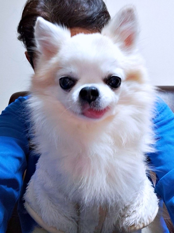 飼い主さんの膝上にちょこんとのるタケオしゃん（画像提供：じゅんじゅんさん）（画像提供：じゅんじゅんさん）