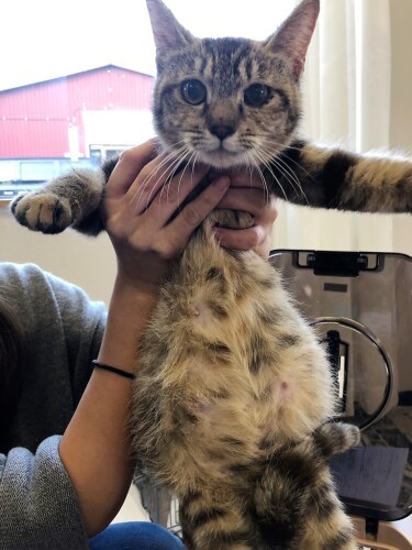 臨月で保護されたレモンの母さん。出産した子猫たちも、自分も、それぞれ譲渡先でしあわせに（吉田さん提供）