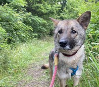 ミネアちゃんの里親さんを、焦らずじっくり探し中