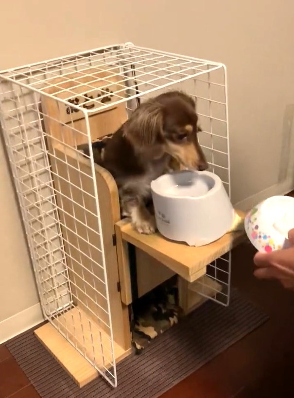巨大食道症のダックス犬がベイリーチェアに自分から入る動画が話題に（おとさん提供、Twitterよりキャプチャ撮影）