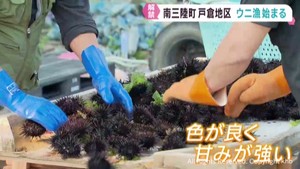 ウニ漁解禁　しけで２週間遅れる　宮城・南三陸町