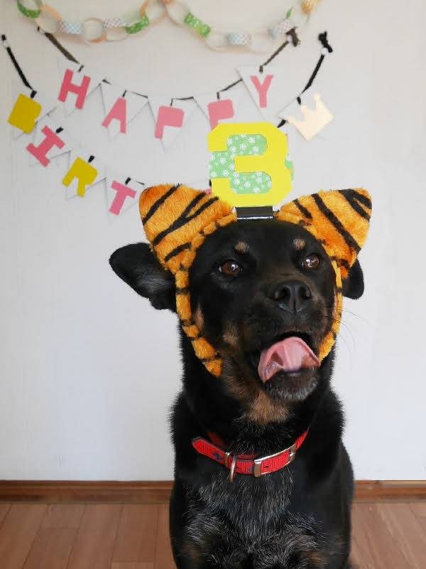推定3歳の誕生日を迎えて