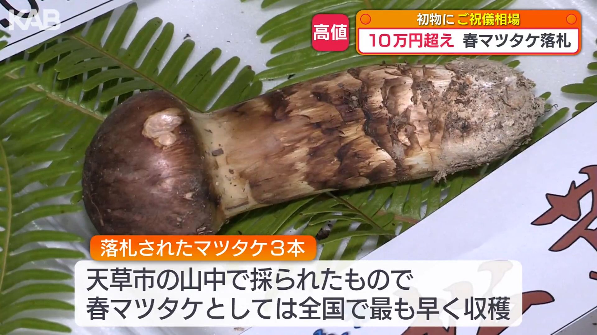 全国で最も早く収穫 「春マツタケ」80グラムに10万円超の高値！（1
