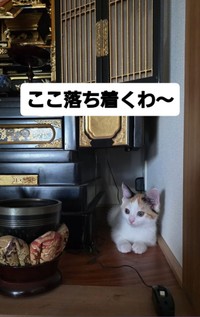 仏壇のそばでくつろぐミミちゃん（松屋夏輝さん提供）