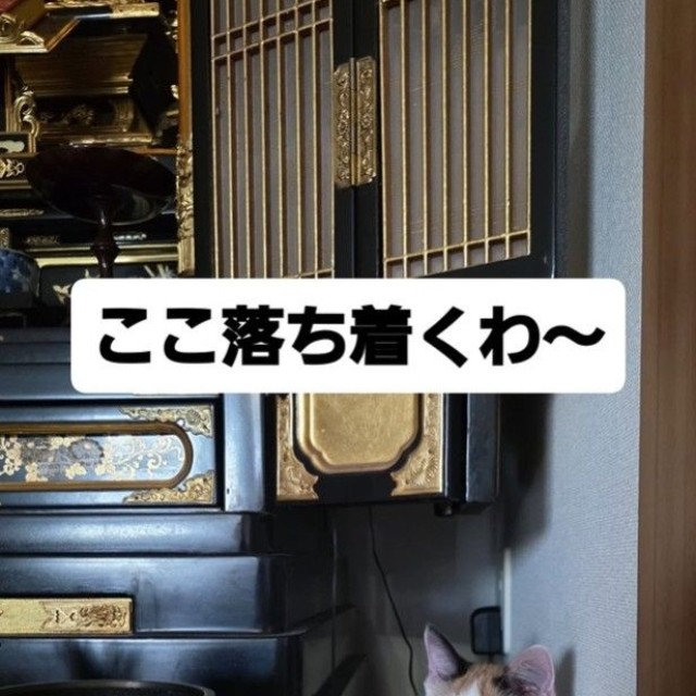 仏壇のそばでくつろぐミミちゃん（松屋夏輝さん提供）