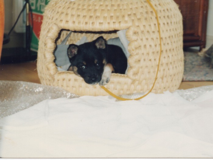 外で飼うはずが、どうしても嫌がって室内犬に。とりあえず猫つぐらをもらった