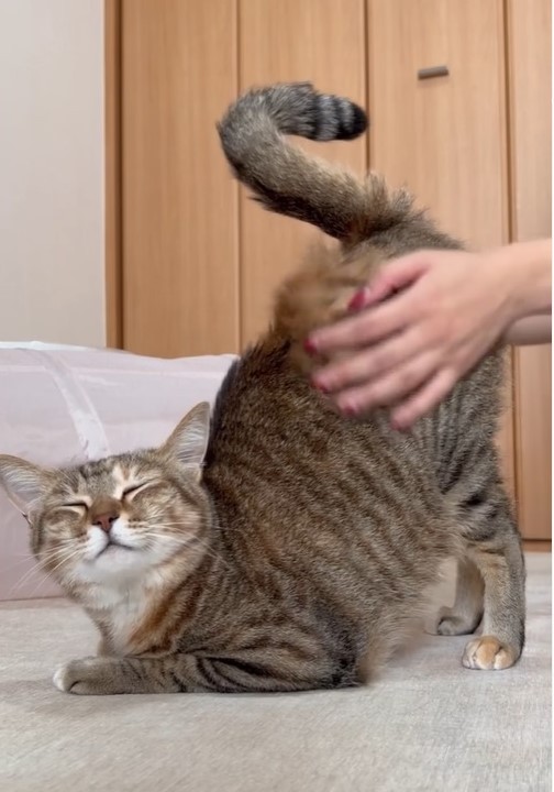 ヨガ？（つむぎちゃんの飼い主さん提供、Instagramよりキャプチャ撮影）