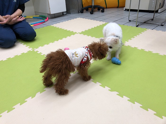 参加した犬同士、匂いを嗅いで、ごあいさつ（前村さん提供）