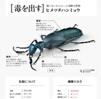身近に潜むキケンな虫・ヒメツチハンミョウ（アース製薬のサイトから）