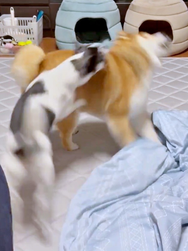 くるりと身を翻して応戦！ あずきちゃんに飛びつくいくらちゃん（画像提供：林さん）