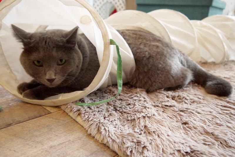 面倒見のいい涼君は猫たちに一番人気