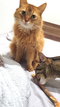 しぴこめさんの愛猫、しぴちゃん（左）とおこめくん（右）（画像提供：しぴこめさん）