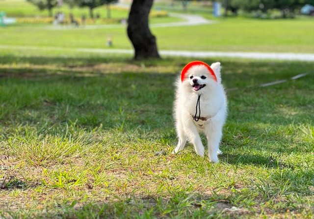 お外でスマイル！（画像提供：ぼく、ポメラニアンのぽんちゃん！）