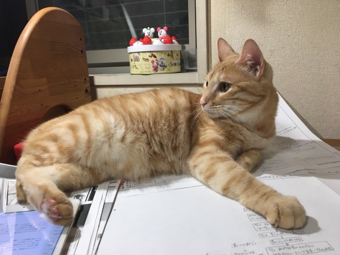 長女の勉強ノートの上で、くつろぐきなこ