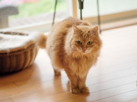 警戒心が強い野良猫を保護　懐かなくてもいい、安心できる家で過ごしてほしい