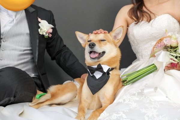 飼い主さん夫婦と一緒にウィディングフォトを撮影する虎徹くん（画像提供：虎徹さん）